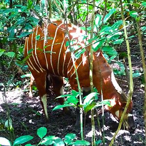 Bongo in the Congo