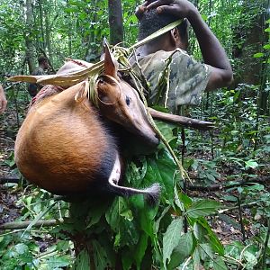 Hunting Congo Red Duiker