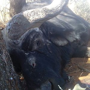 South Africa Cape Buffalo Hunting