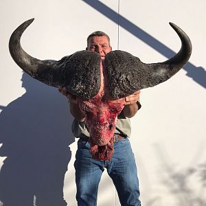 South Africa Cape Buffalo Hunting