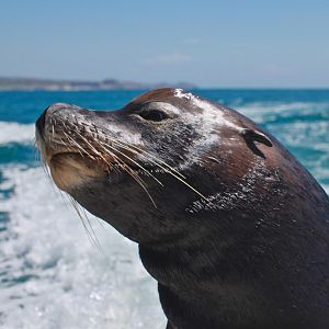 Seal at Cabo San Lucas Mexico