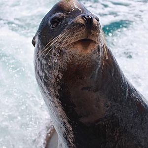 Seal at Cabo San Lucas Mexico