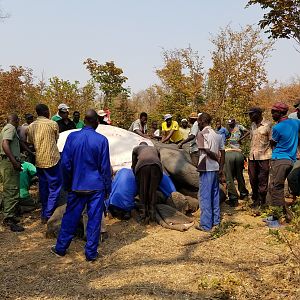 Skinning of Elephant Zimbabwe