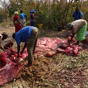 Zimbabwe Elephant Meat