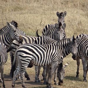 Zebra in Zimbabwe