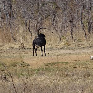 Zimbabwe Sable Antelope