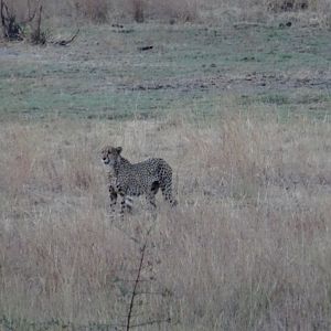 Cheetahs Zimbabwe