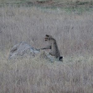 Cheetahs Zimbabwe