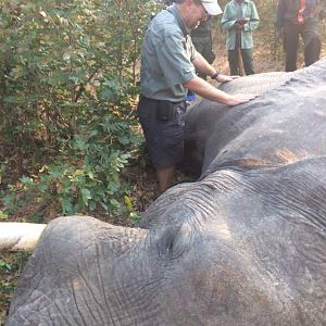 Elephant Hunt in Zimbabwe