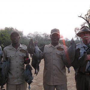 Namibia Bird Hunting Guineafowl