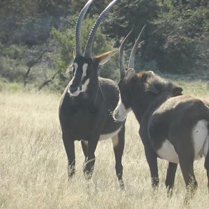 Sable Antelope South Africa