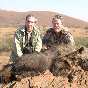 Hunt Brown Hyena South Africa