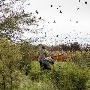 Bird Hunting Argentina