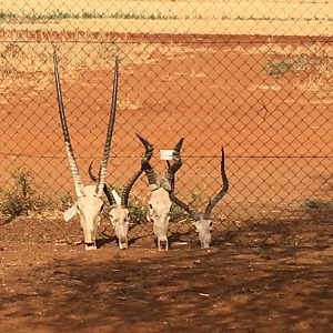 Gemsbok, Blesbok, Red Hartebeest & Impala Skulls