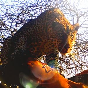 Leopard Tanzania Trail Cam