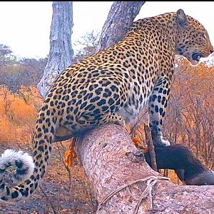 Leopard Tanzania Trail Cam