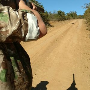 Blue Duiker Hunt South Africa