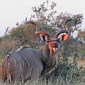 AH members pic of a great Kudu, taken on safari with us