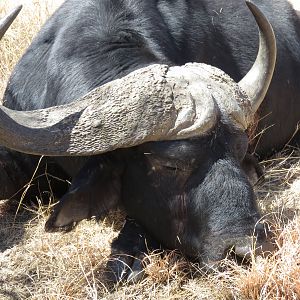 Cape Buffalo South Africa Hunting