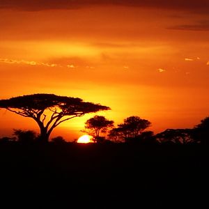 Serengeti Sunrise!