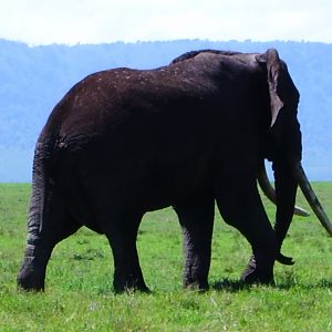 Ngorongoro tusker