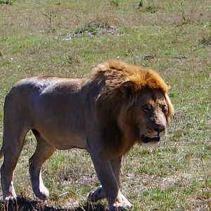 Big Masai Mara male!