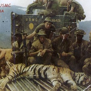 Hunt Tiger in Vietnam