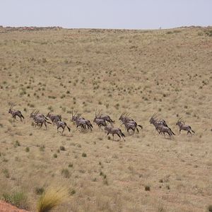 Gemsbok Namibia