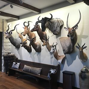 Warren Wildlife Gallery