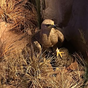 Warren Wildlife Gallery