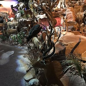 Warren Wildlife Gallery