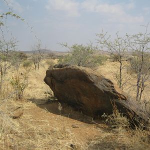 One of the "stegosaurus scale" rocks I mentioned (these things were everywhere, in varying sizes)