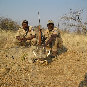 Warthog Namibia Hunt