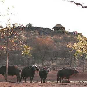 South Africa Cape Buffalo