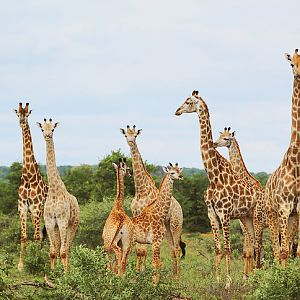 South Africa Giraffe