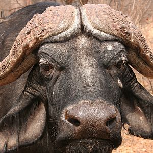 Cape Buffalo in South Africa