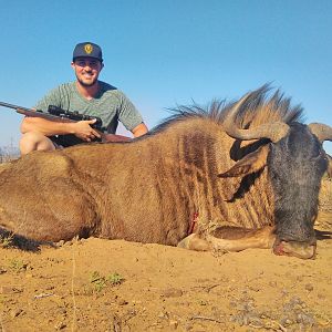 South Africa Blue Wildebeest Hunting