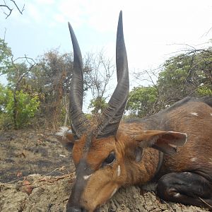 Chobe Bushbuck Hunting in Zambia