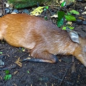 Hunting Black Fronted Duiker in Congo