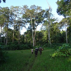 Hunting Congolese jungle