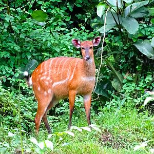 Bongo Female in Congo