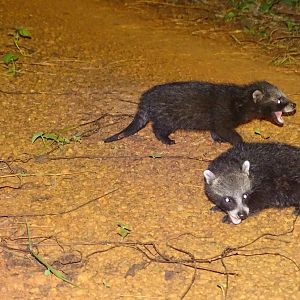 Congo Critters