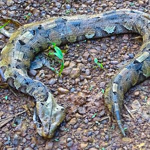 Gabon Viper Snake in Congo