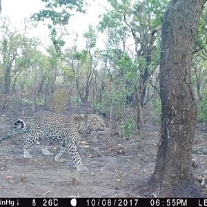 Tanzania Trail Cam Leopard