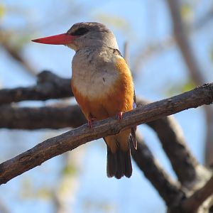 Brown Hooded Kingfisher in Mozambique