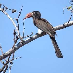 Southern Red-billed Hornbill in Mozambique