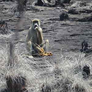 Baboon in Mozambique