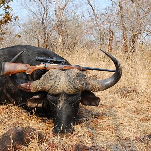 Hunting Cape Buffalo with CZ in .458 Lott Rifle