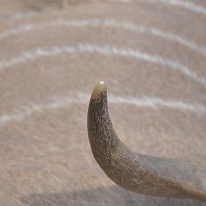 Namibia Kudu Hunt