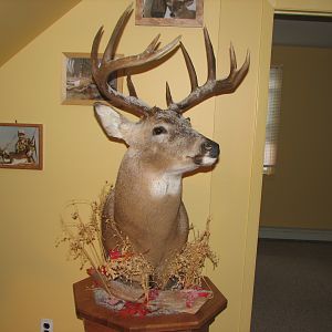 Whitetail Deer Pedestal Taxidermy